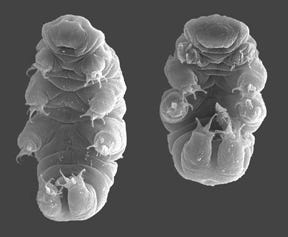 Two scanning electron microscope images of a water bear demonstrating how to get into the tun state by curling up into a progressively tighter ball.