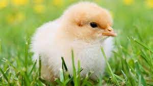 How to Care for Baby Chicks | The Old Farmer's Almanac