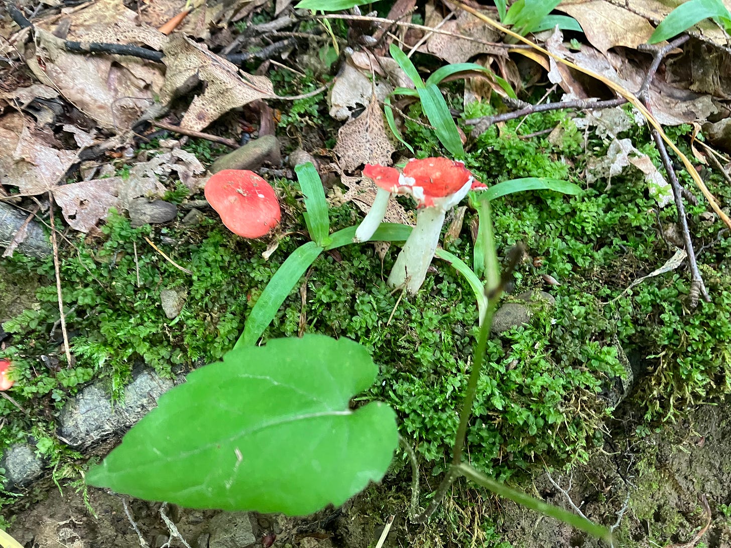 Red mushrooms, leaves and moss on a forest bed, along with dead leaves
