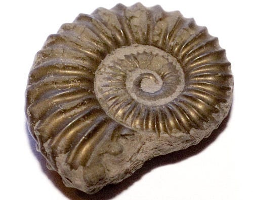 Fossil