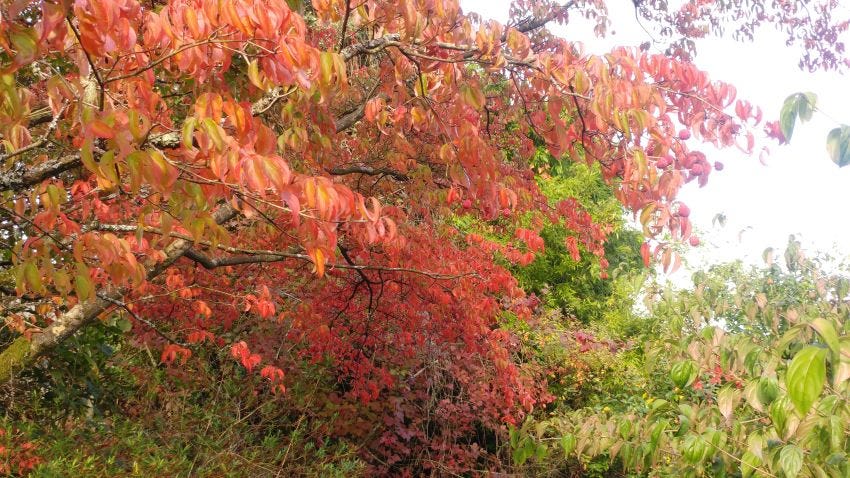 Autumn colour at Veddw Garden copyright Anne Wareham