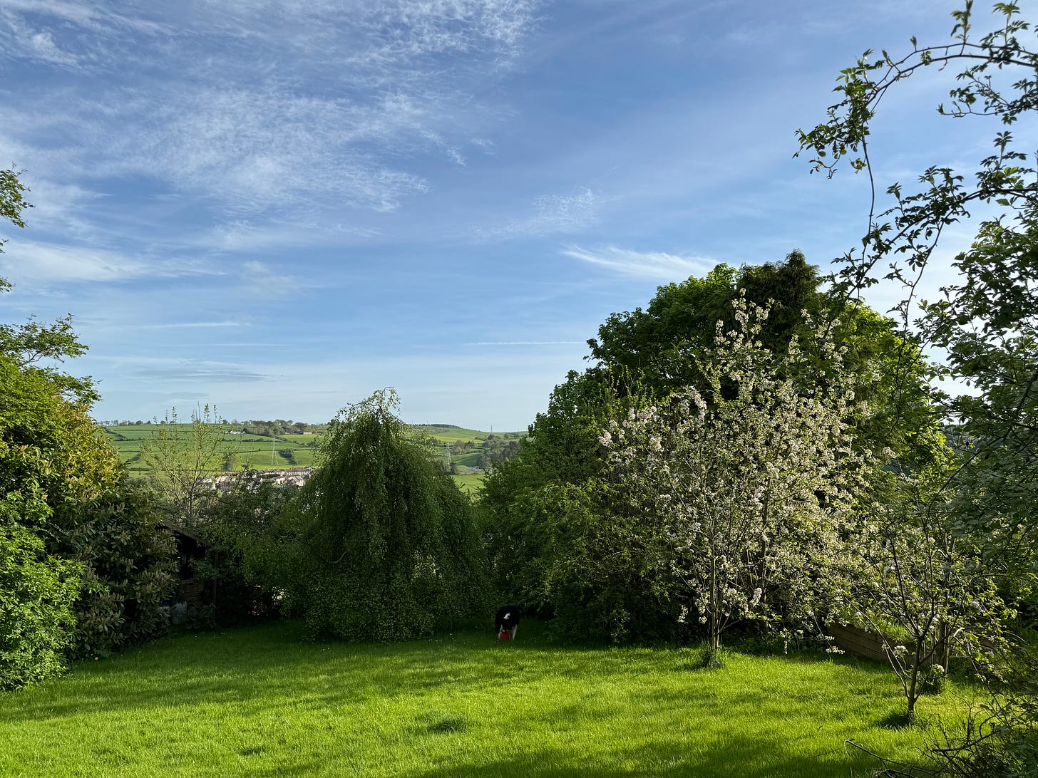 A picture of a garden in Scotland in May. Blue sky with light, wispy white cloud, a very green lawn surrounded by trees. To the right are a couple of young blossom trees. In the shade at the bottom, a collie dog is picking up his beloved frisbee.