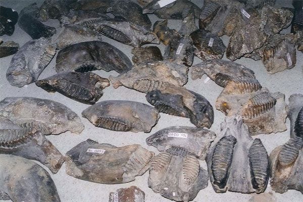 Elephant skulls unearthed in dredging operations in the Taiwan Strait Elephant skulls unearthed in dredging operations in the Taiwan Strait