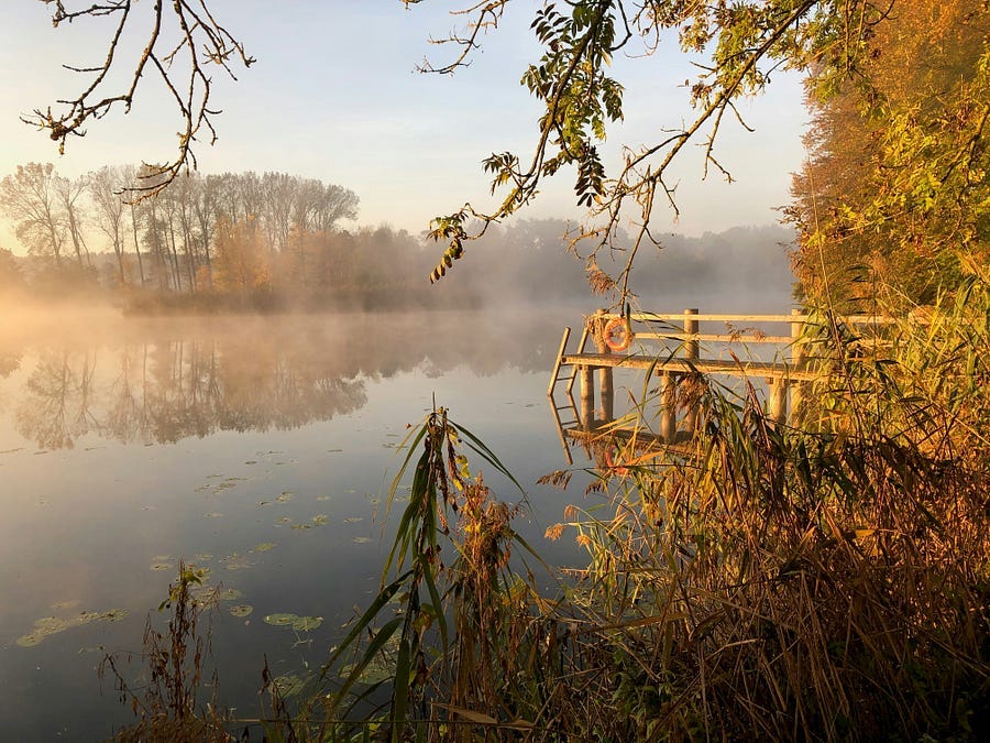 Trees at the water’s edge.