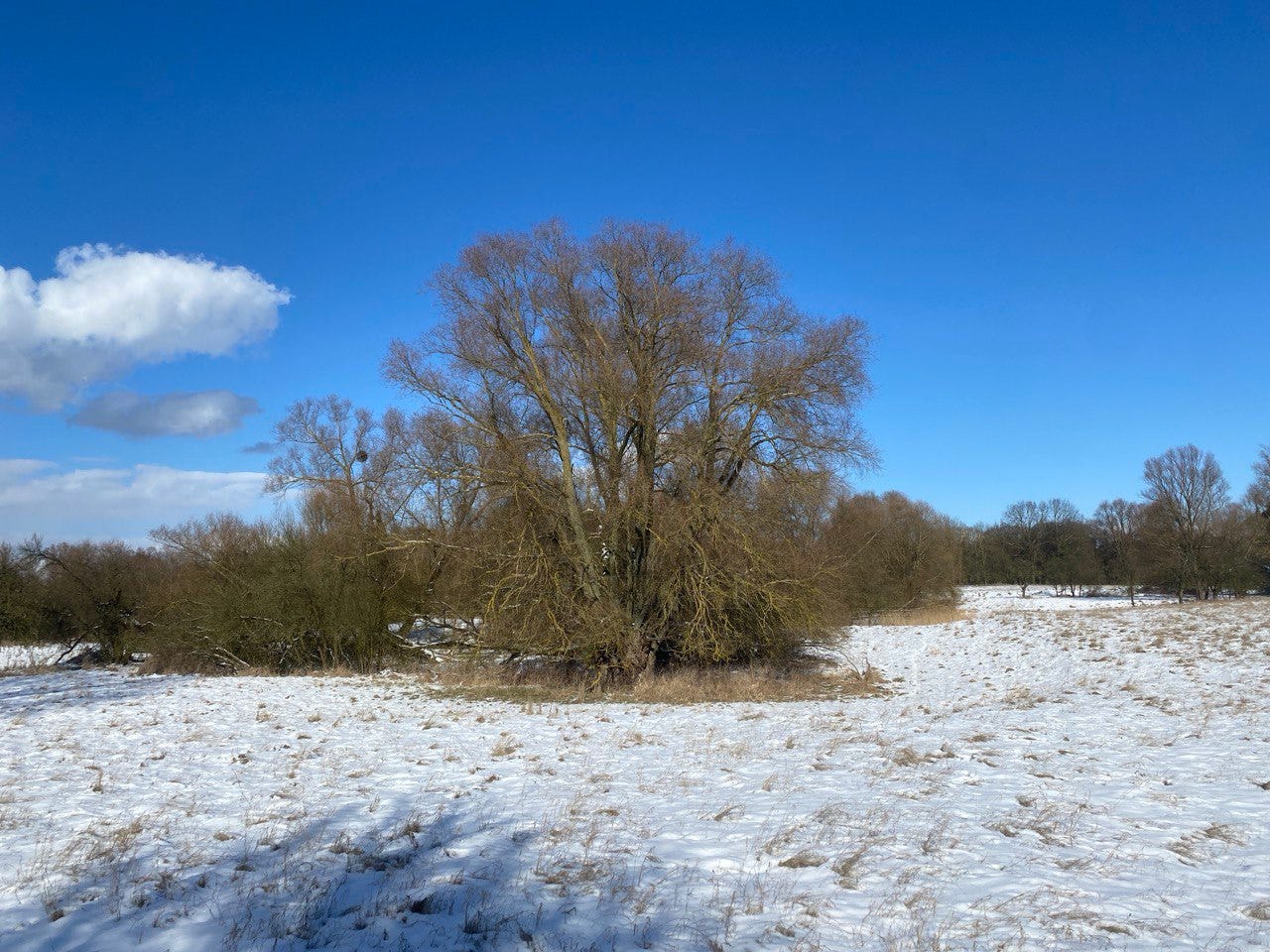 Die Weide in Märkisch Oderland an einem verschneiten Wintertag