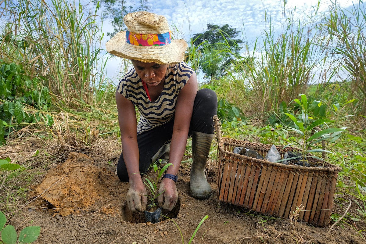 A person wearing a straw hat and rubber boots plants a seedling in a hole in dry-looking earth.