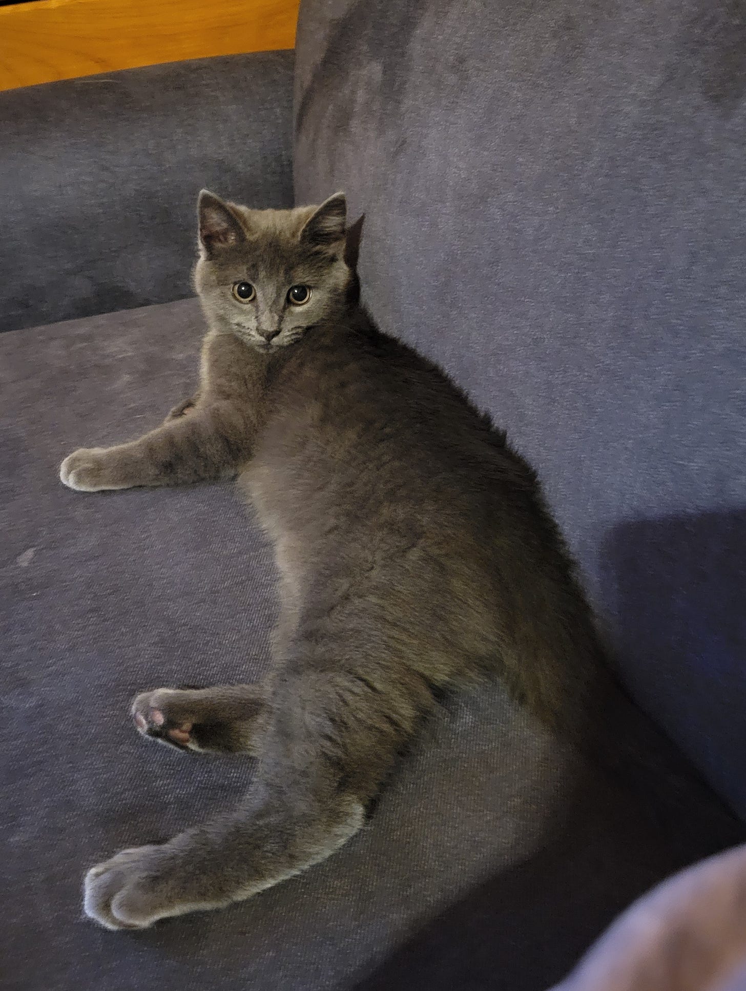 A gray kitten with a subtly darker gray stripe pattern on parts of her coat lays on a muted blue couch, staring at the camera