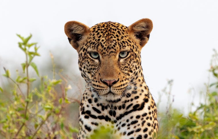 Close-up portrait of a leopard's face, showing intricate fur patterns and piercing green eyes against a blurred background.