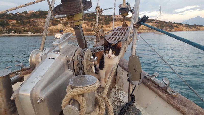 cats on a boat checking the anchor