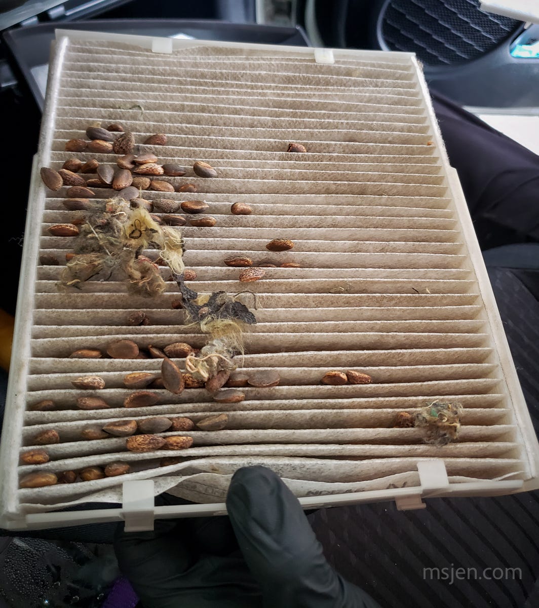 Photo of a car air filter with unshucked pine nuts and tufts of chipmunk fur stuffed into the ridges of the filter.