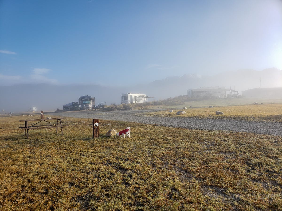 A small dog wearing a bright red sweater smeeling a rock and frosty grass, as the area is covered in a light ground fog, and the sky is clear above the fog.