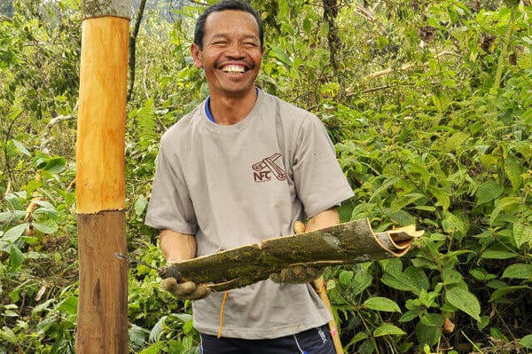 cinnamon farmer