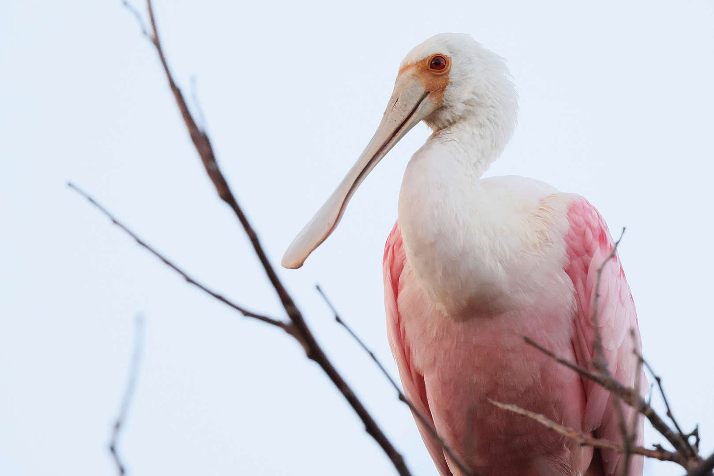 Roseate spoonbills typically inhabit Texas, Florida, Central America and South America. The individual pictured here is not the one seen in Wisconsin.