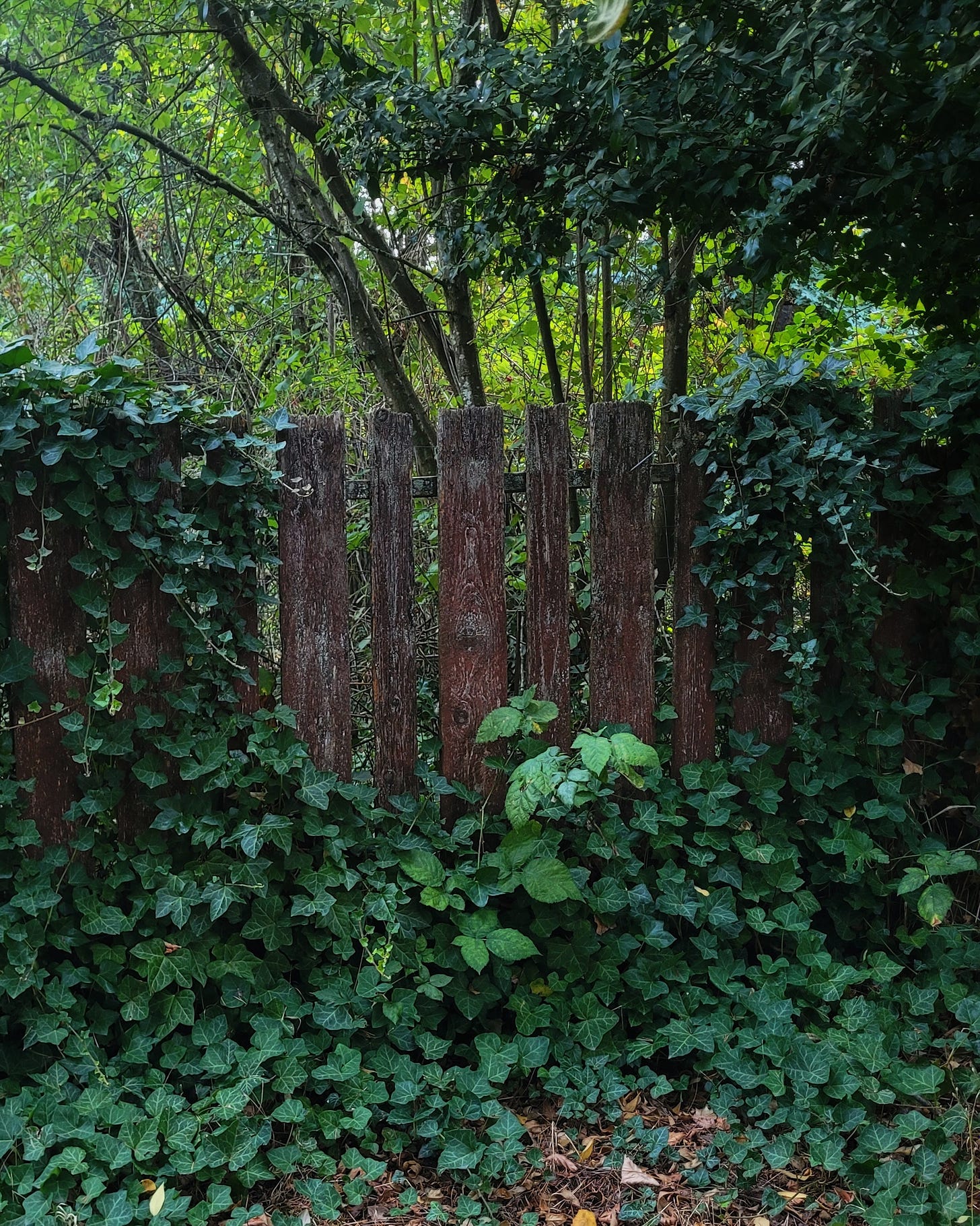 image is a photo of an unkempt old wooden fence overrun with a lush pelt of ivy and crunchy leaves with holly and hazel trees heavy with fruit just on the other side. beyond the fence are more young deciduous trees.