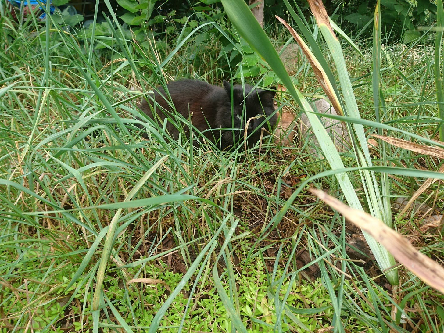 A black cat facing the camera as it hides in tall grass