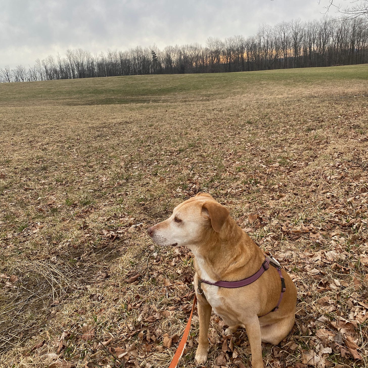 Nessa sitting on a brown field under a grey sky, with a band of gold sunrise along the horizon behind the dark treeline.