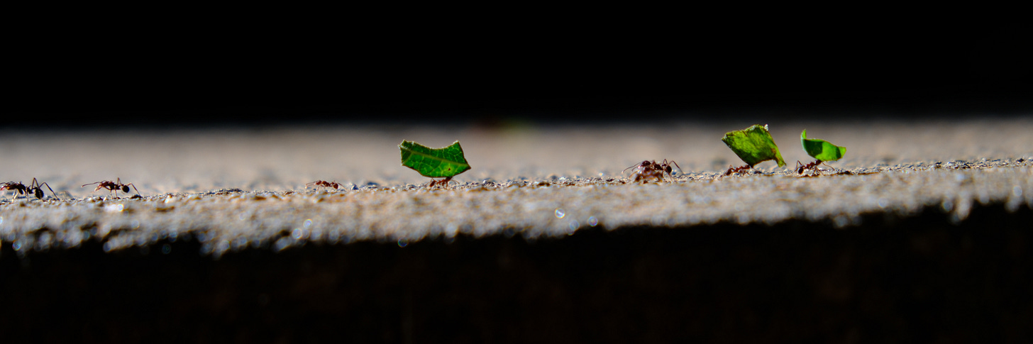 uma fila de formigas carregando folhas. A imagem é larga, 3 por 1. Só a fila está iluminada, com o primeiro plano e o fundo totalmente pretos. O foco é muito curto, só na fila de formigas, com um pouco do piso em desfoque antes de ficar preto.