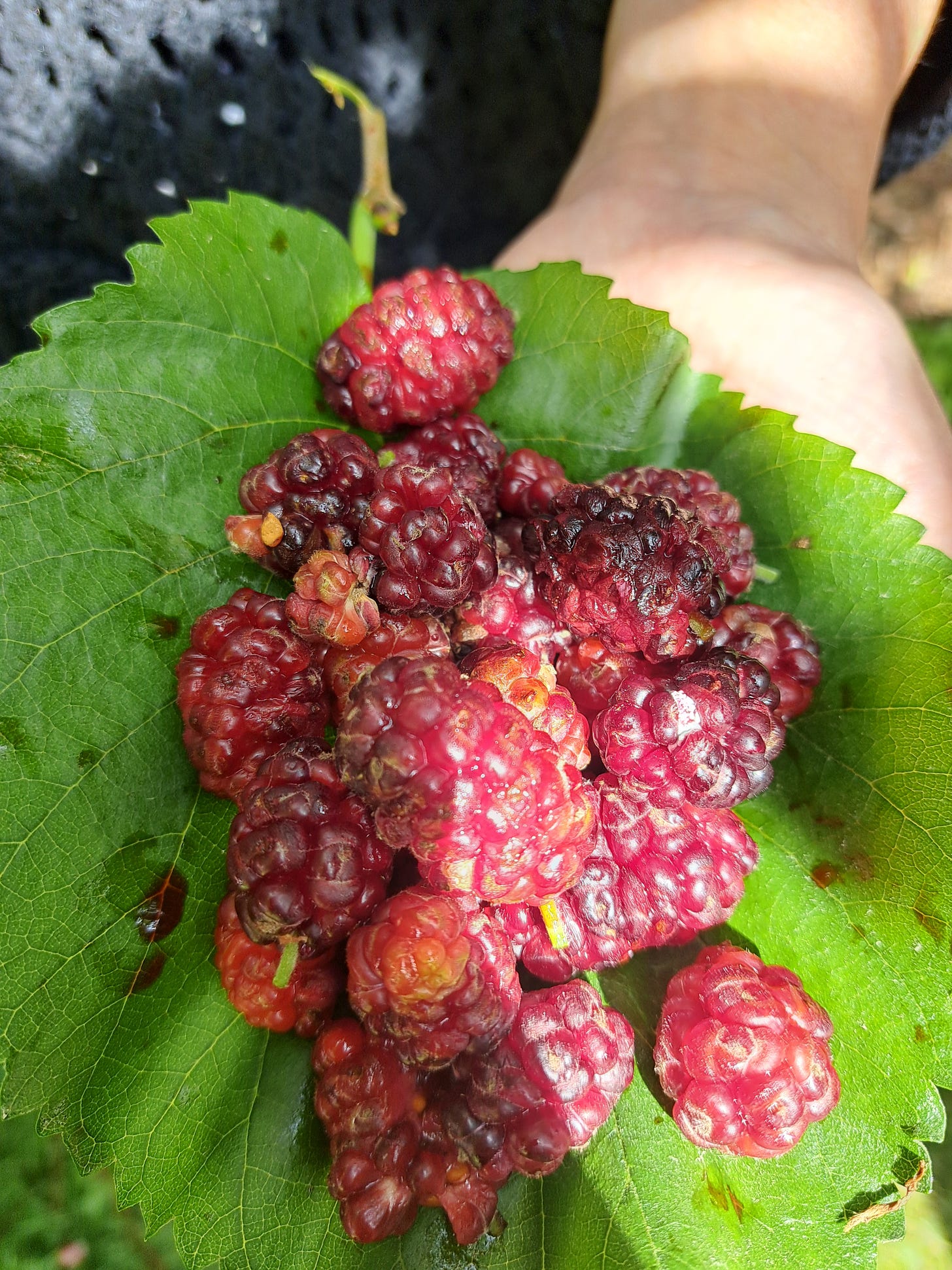 Mulberries from The Bishops Gardens, Chichester