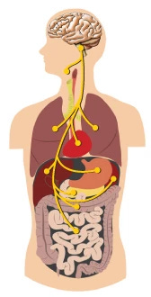 Vital Vagus: What is the Vagus Nerve and What Does it Do? - YogaUOnline