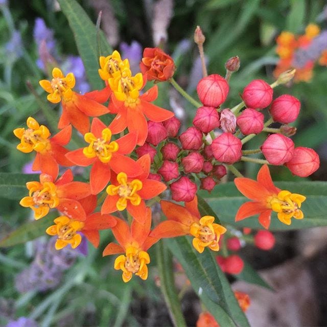 A close-up photo of orange milkweed blooms with yellow centers and rosy-red buds