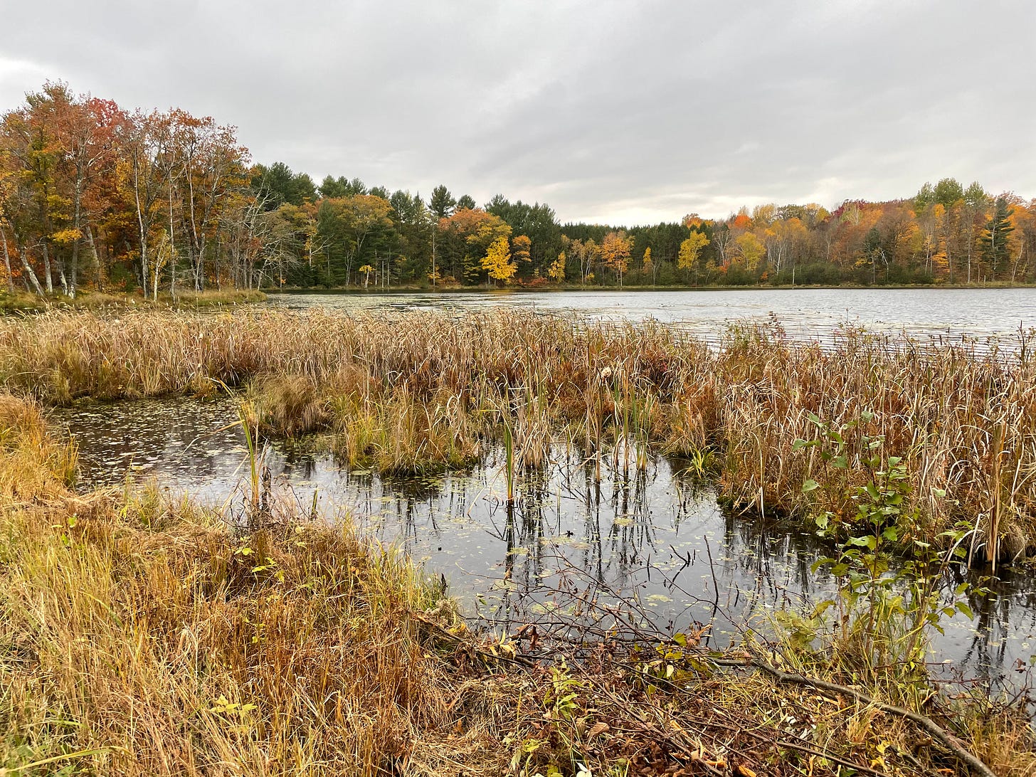 A lake with reeds in the foreground and a mix of green, yellow, orange, and bare trees in the background.