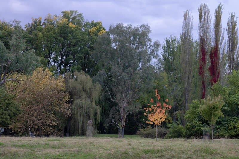 Autumn colours in the town of Tumut in NSW.