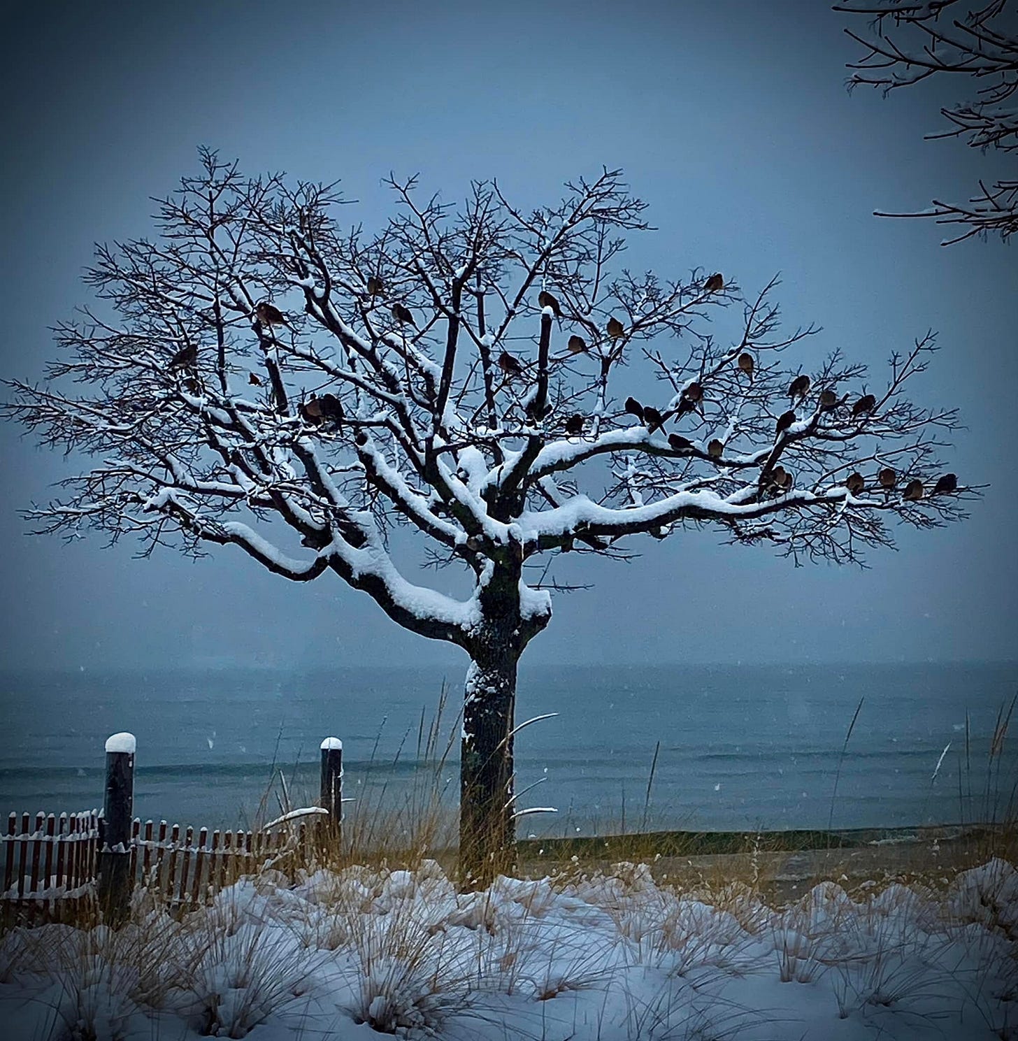 May be an image of nature
