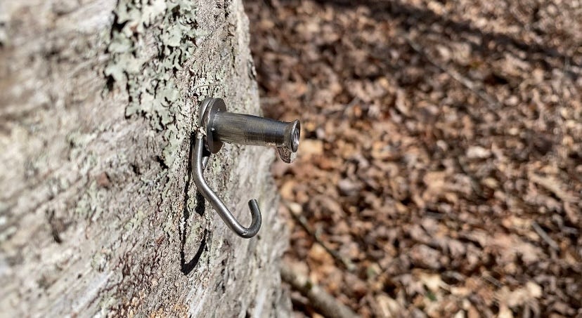 tree tap with a drop of sap on the end