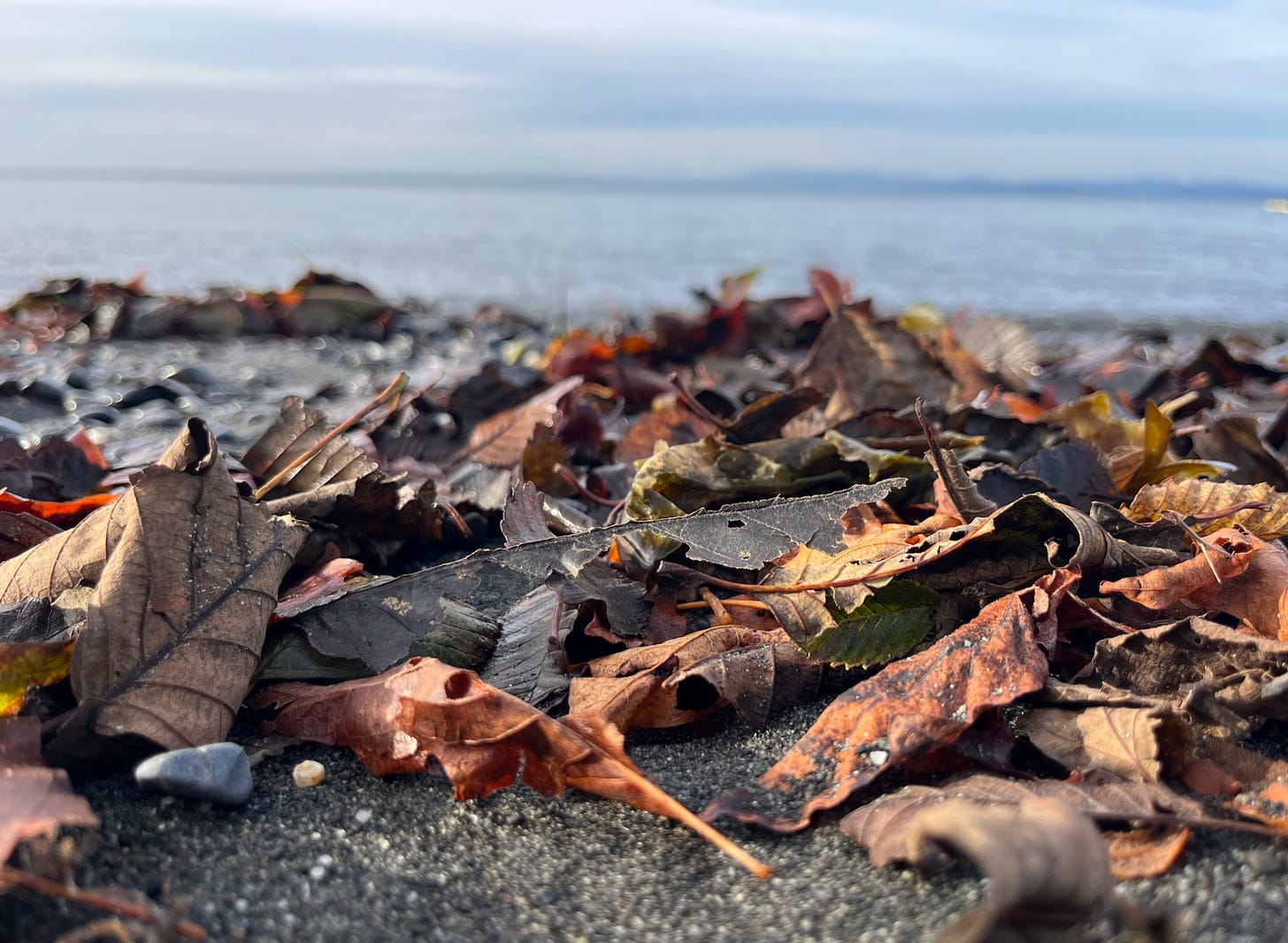 Fall leaves on beach and gray sky.