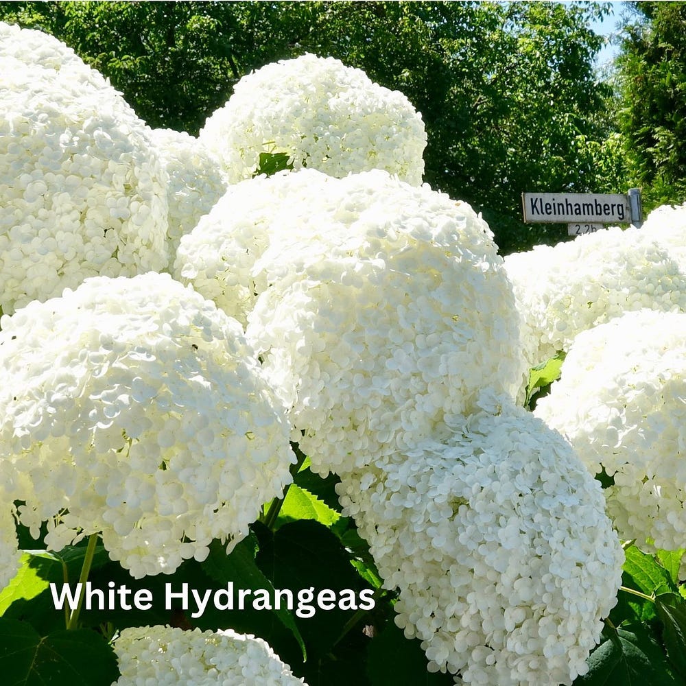 white hydrangea flowers