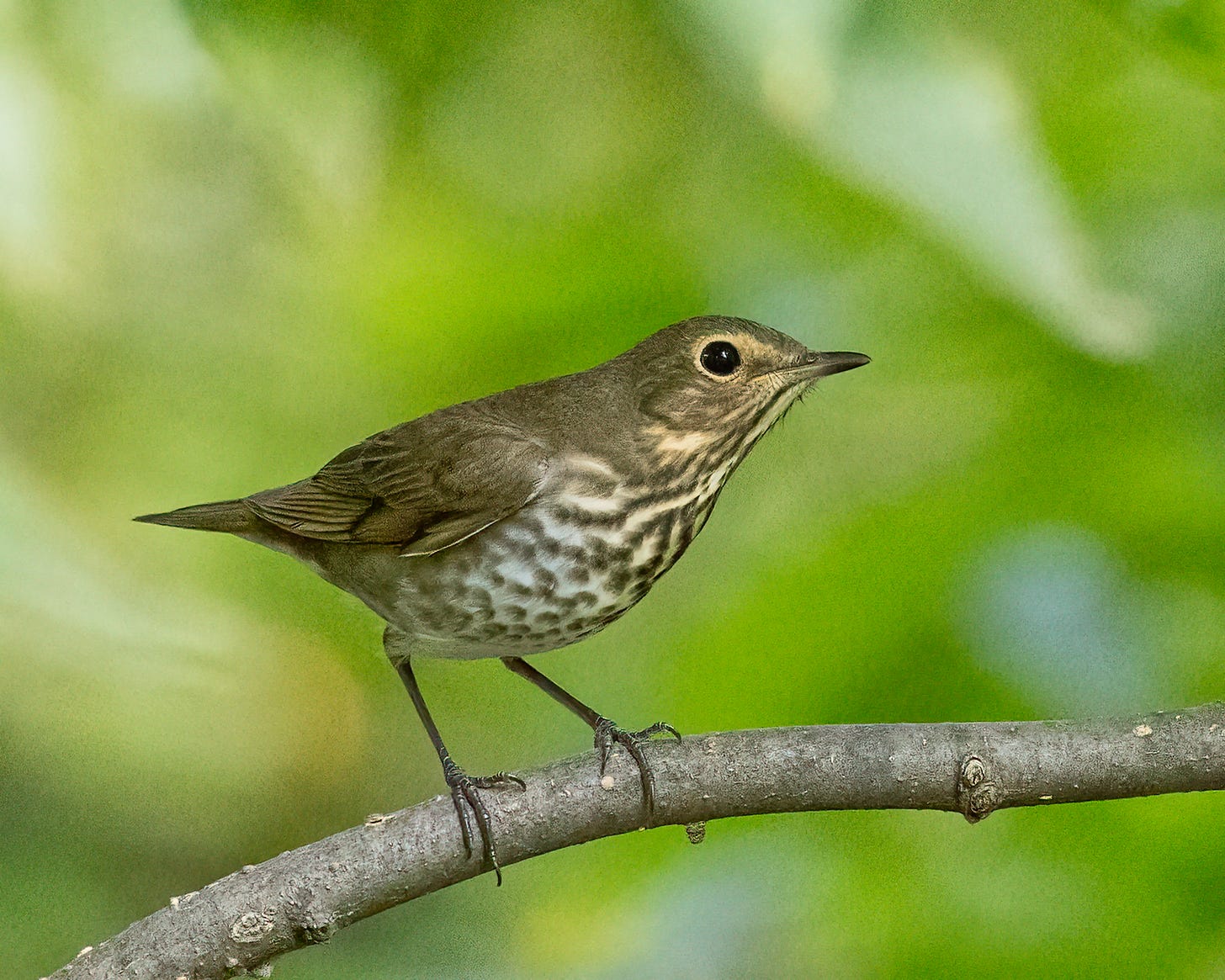 This swainson's thrush is cocking its head and looking toward the photographer. He has a gray brown back, a rusty cast over its face, and black streaks on its chest.