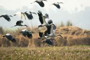 white and black birds