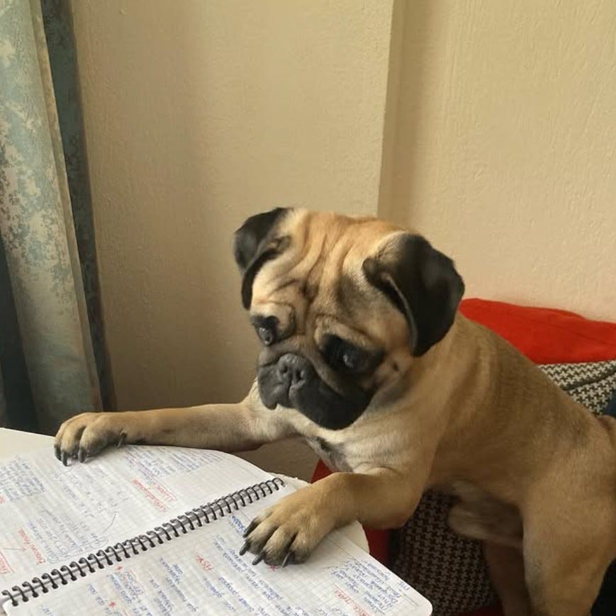 Muco The Pug, sufriendo. Instagram https://www.instagram.com/p/CYbb_ozMLYs/?img_index=2 Muco The Pug, sufriendo. Instagram https://www.instagram.com/p/CYbb_ozMLYs/?img_index=2