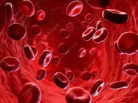 Illustration of human blood stream - Stock Image - F023/4779 - Science ...