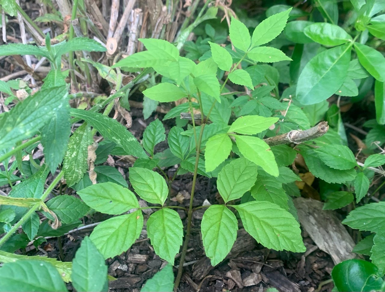 Ash tree seedling 