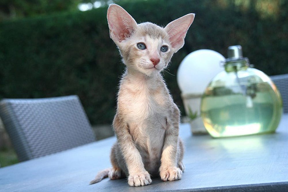 Oriental Shorthair kitten