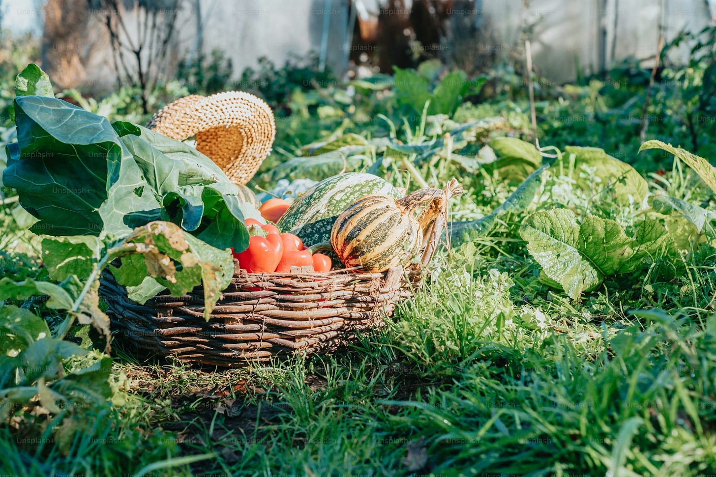 a basket full of vegetables sitting in the grass