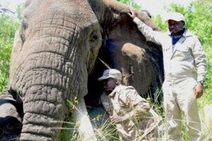 Simon Nampindo (standing) helping to collar an elephant in Murchison Falls National Park, Uganda.