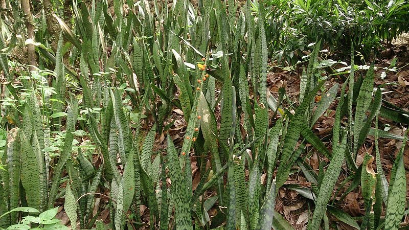 File:Snake Plant (Sansevieria trifasciata) with fruit 4.jpg