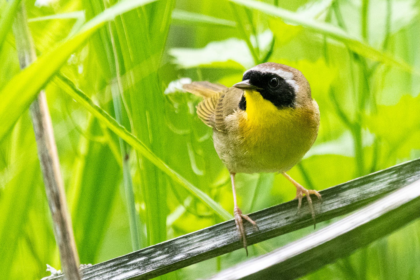 A common yellowthroat perched on a dry stem, looking to one side