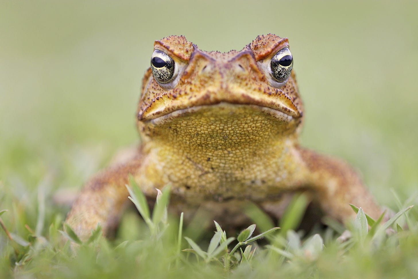 Cane toads make long-distance calls for love • Earth.com