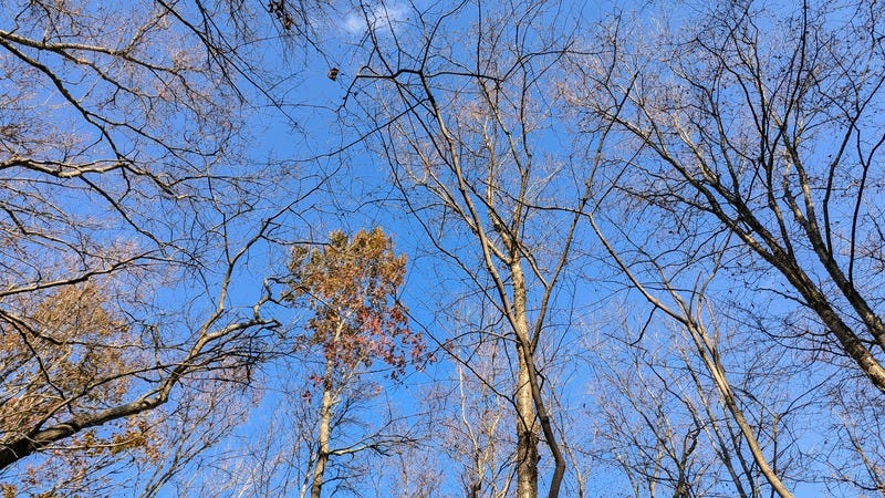 Another view looking up through the trees to clear sky