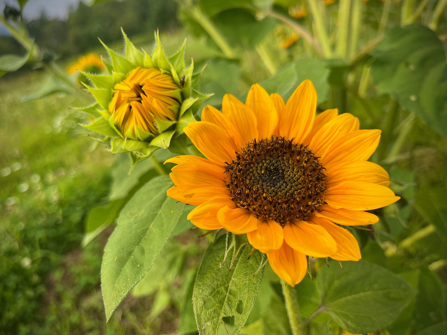 An open sunflower in full bloom, with another flower not yet open next to it.