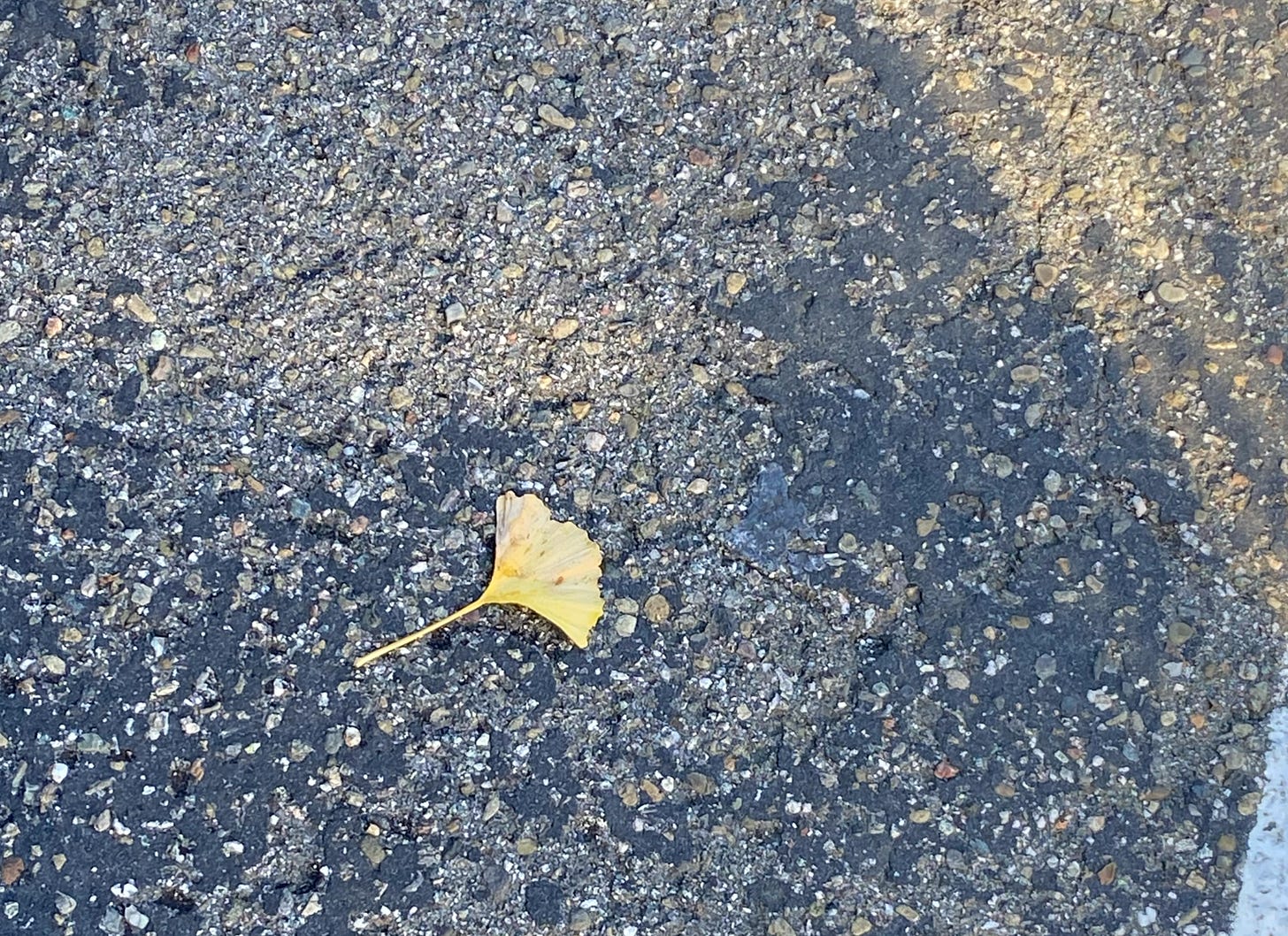 Single gingko leaf on parking lot asphalt 