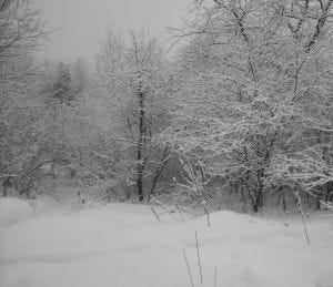 Snowy trees