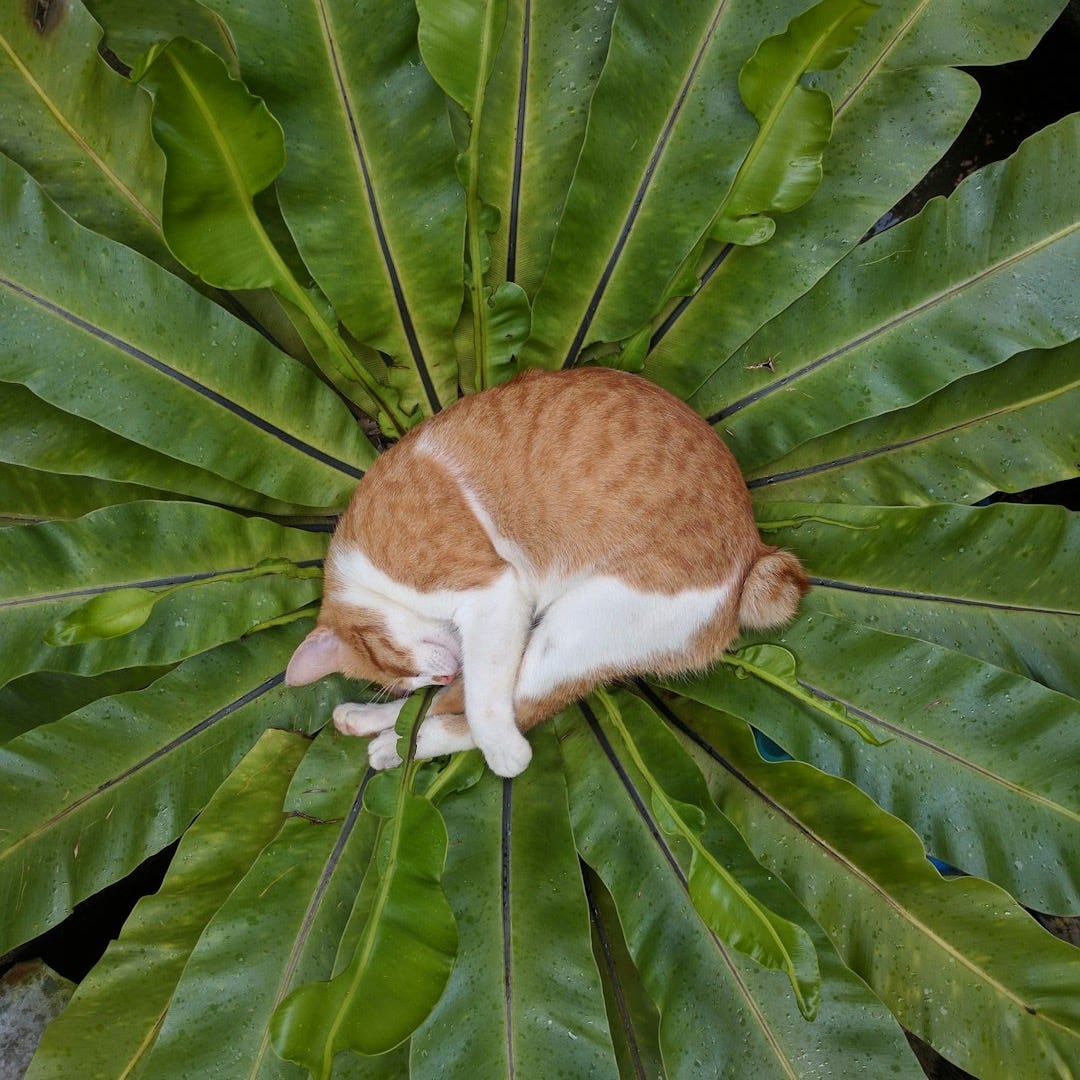 An orange tabby cat curled up in the center of green leaves.