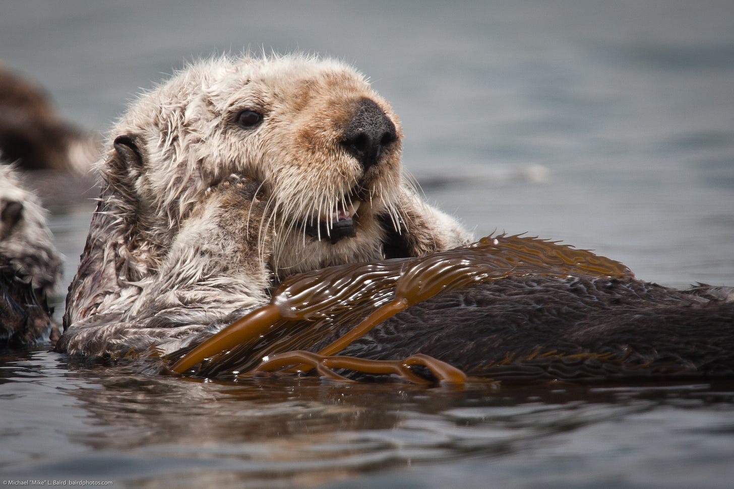 A sea otter in a sit-up position in the sea, with some kelp on its belly, and its front paws holding its cheeks.
