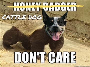 Scout's face on the honey badger meme, because cattle dog don't care