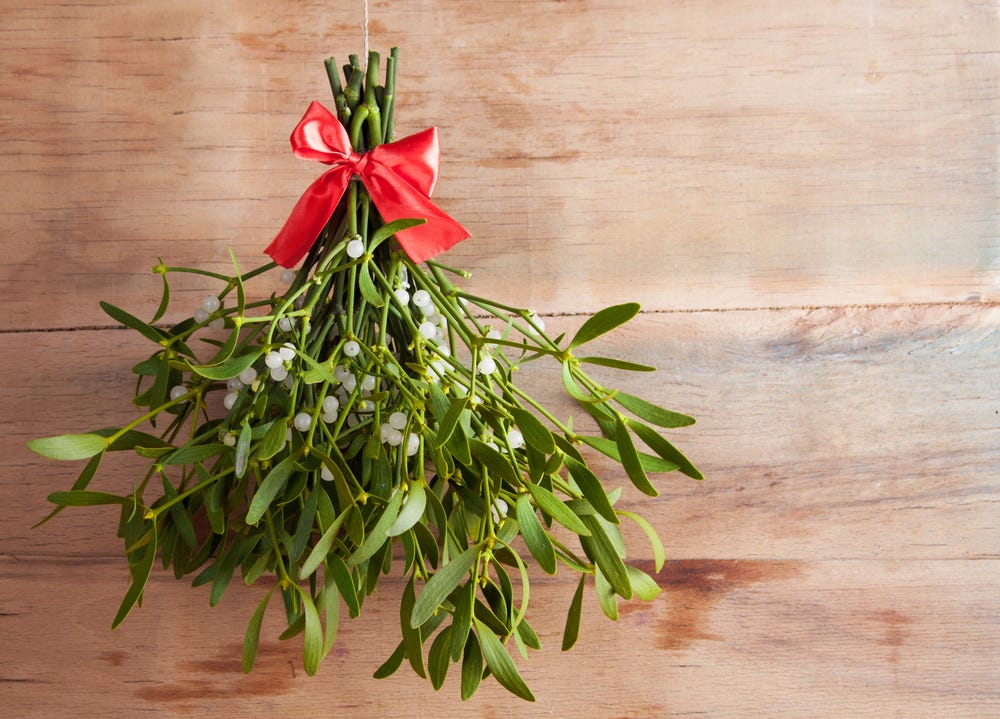 Underneath the Mistletoe…You'll Find the Plant It's Stealing Nutrients From