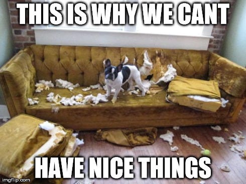 11 Dog Memes: This is Why We Can't Have Nice Things - Puppy Leaks